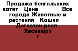 Продажа бенгальских котят › Цена ­ 20 000 - Все города Животные и растения » Кошки   . Дагестан респ.,Хасавюрт г.